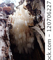 Coral fungus / Fontainebleau, Frnce 120706227