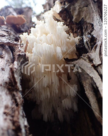 Coral fungus / Fontainebleau, Frnce Coral fungus / Fontainebleau, Frnce 120706227