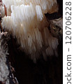 Coral fungus / Fontainebleau, Frnce 120706228