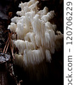 Coral fungus / Fontainebleau, Frnce 120706229
