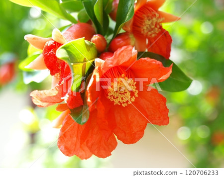 美麗綻放的石榴花 美麗綻放的石榴花 120706233