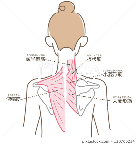 背部肌肉（有名稱） 120706234