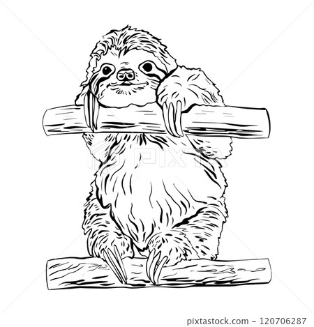 Hand drawn sloth sitting on a branch in graphic style. Vector illustration Hand drawn sloth sitting on a branch in graphic style. Vector illustration 120706287
