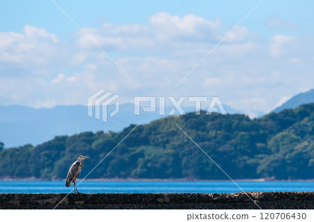A grey heron perched on a breakwater 120706430