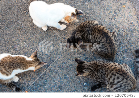 Cats of Sayurijima 120706453