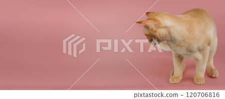Adorable cream Burmese kitten standing on studio background. Adorable cream Burmese kitten standing on studio background. 120706816