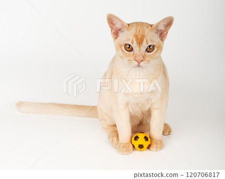 Burmese cream cat sits and plays with a ball on a white isolated background. Burmese cream cat sits and plays with a ball on a white isolated background. 120706817