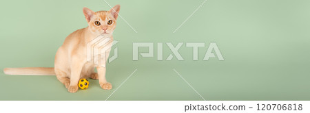 Burmese cream cat sitting and playing with ball on color background. Burmese cream cat sitting and playing with ball on color background. 120706818
