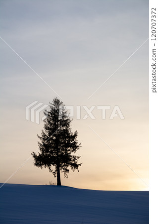 Pine trees on the hills at sunset in winter Pine trees on the hills at sunset in winter 120707372