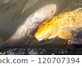 金鯉魚與呼吸氣泡 120707394