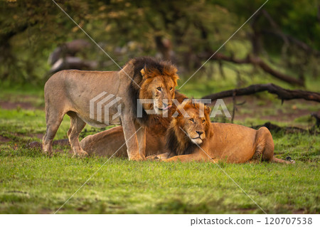 Male lion stands by two others lying Male lion stands by two others lying 120707538