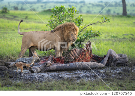 Male lion stands over carcase near jackal 120707540