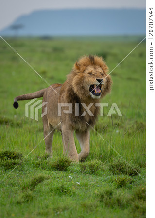 Male lion stands snarling on short grass 120707543