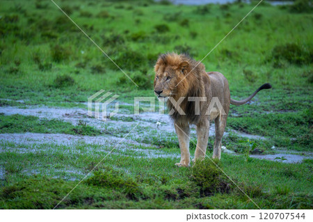 Male lion stands staring on flooded grassland Male lion stands staring on flooded grassland 120707544