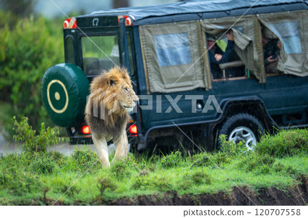 Male lion stands by jeep on riverbank Male lion stands by jeep on riverbank 120707558