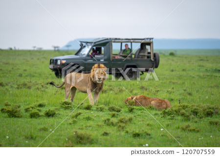 Male lion stands by lioness near jeep Male lion stands by lioness near jeep 120707559