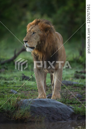 Male lion stands by rock beside waterhole Male lion stands by rock beside waterhole 120707561
