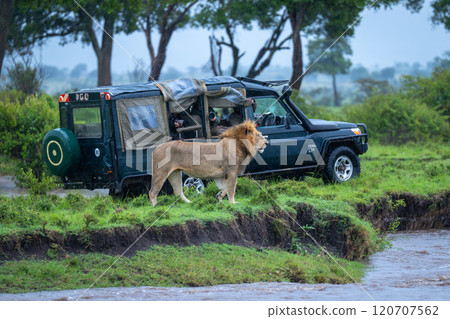 Male lion stands by truck on riverbank 120707562