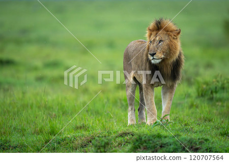 Male lion stands on mound turning head Male lion stands on mound turning head 120707564