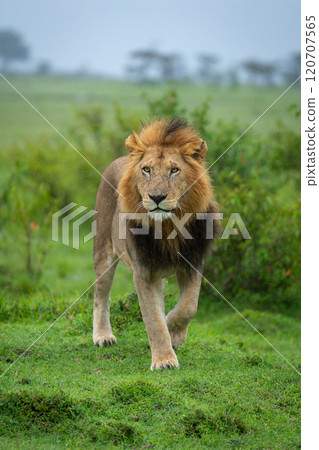 Male lion walks between bushes on savannah 120707565