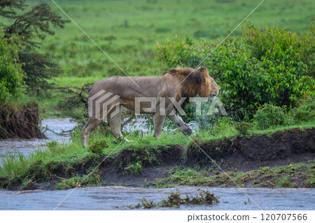 Male lion walks down riverbank shaking head Male lion walks down riverbank shaking head 120707566