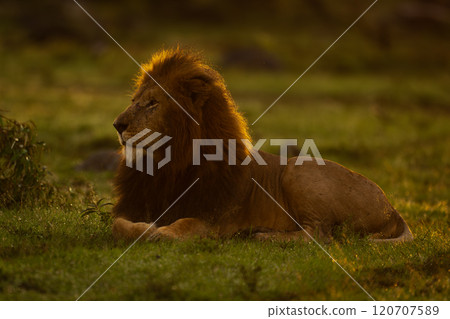 Male lion lying backlit on wet grass Male lion lying backlit on wet grass 120707589