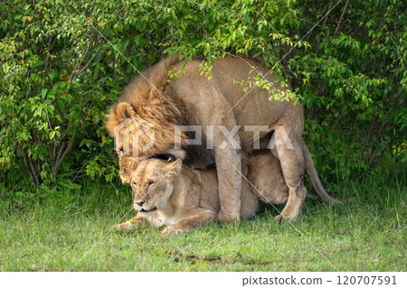 Male lion mates with female biting neck Male lion mates with female biting neck 120707591