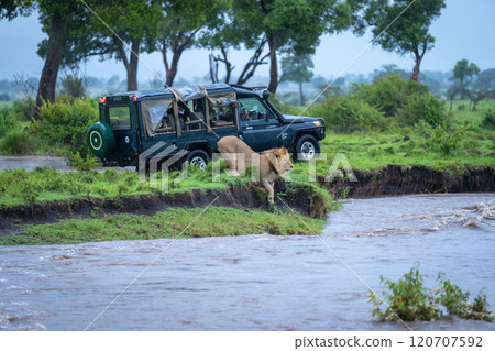 Male lion rests on riverbank beside truck Male lion rests on riverbank beside truck 120707592