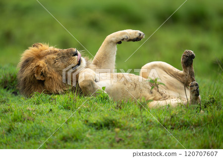 Male lion lies on back licking lips 120707607