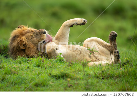 Male lion lies on back licking paw Male lion lies on back licking paw 120707608