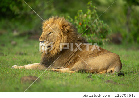 Male lion lies on grass near bushes Male lion lies on grass near bushes 120707613