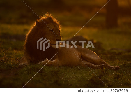 Male lion lies rim-lit on wet grass 120707619