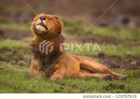 Male lion lies tossing head in grassland Male lion lies tossing head in grassland 120707628