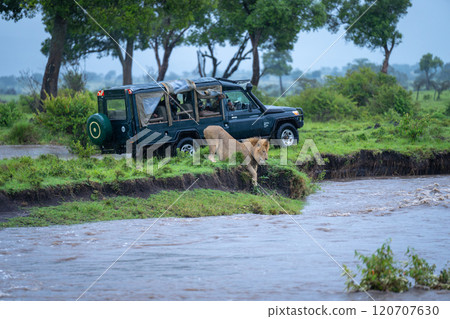 Male lion rests on riverbank near jeep 120707630