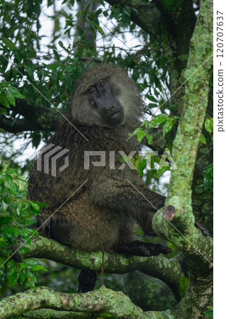 Male olive baboon sits on lichen-covered branch Male olive baboon sits on lichen-covered branch 120707637