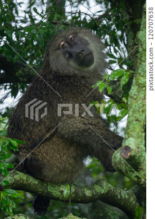 Male olive baboon sits throwing head back Male olive baboon sits throwing head back 120707638