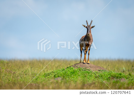 Male topi stands staring from termite mound 120707641