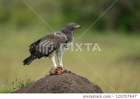 Martial eagle holds kill on termite mound Martial eagle holds kill on termite mound 120707647