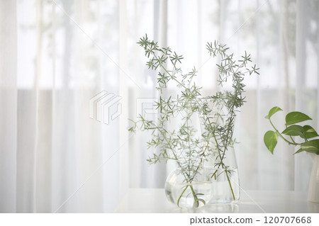 Westringia leaves twig in glass vase on white table minimal interior 120707668
