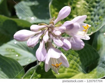 Hosta flowers blooming after the rain Hosta flowers blooming after the rain 120707704