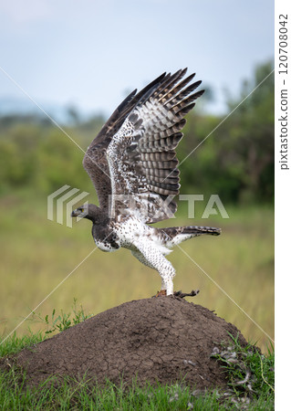 Martial eagle on termite mound takes off Martial eagle on termite mound takes off 120708042