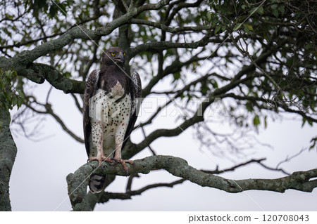 Martial eagle opening beak on lichen-covered branch 120708043