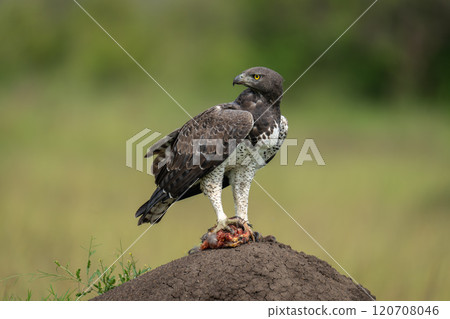 Martial eagle turns head on termite mound 120708046