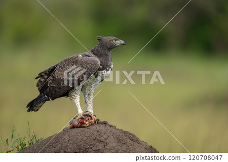 Martial eagle with kill on termite mound Martial eagle with kill on termite mound 120708047
