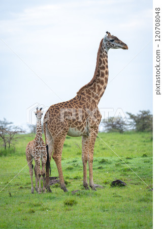 Masai giraffe and calf stand watching camera 120708048