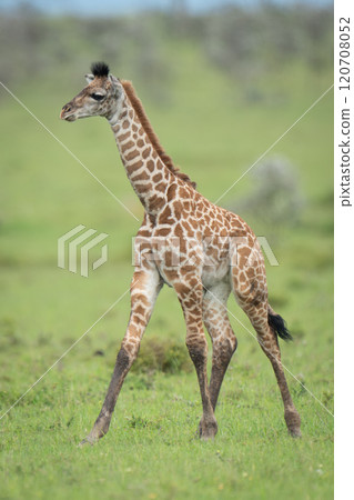 Masai giraffe calf walking across grassy plain 120708052