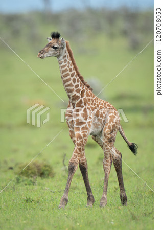 Masai giraffe calf walks across grassy plain Masai giraffe calf walks across grassy plain 120708053