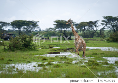 Masai giraffe crosses flooded plain amongst trees Masai giraffe crosses flooded plain amongst trees 120708055