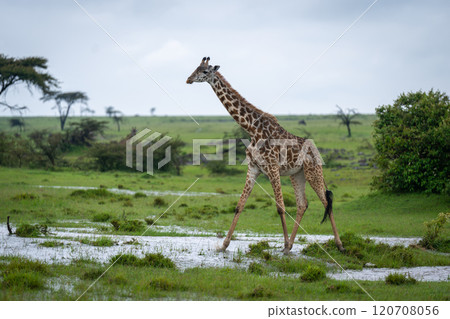 Masai giraffe crosses shallow water in grassland Masai giraffe crosses shallow water in grassland 120708056