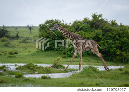 Masai giraffe crosses shallow water in savannah Masai giraffe crosses shallow water in savannah 120708057